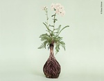 Blume